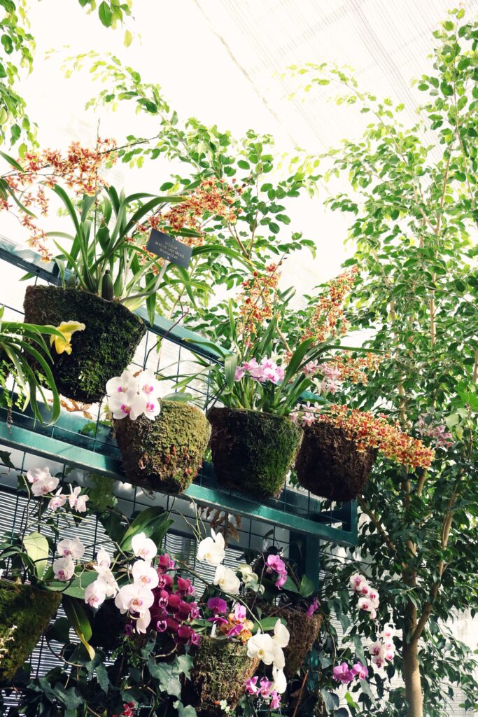 Greenery and vibrant orchids with gardening plants