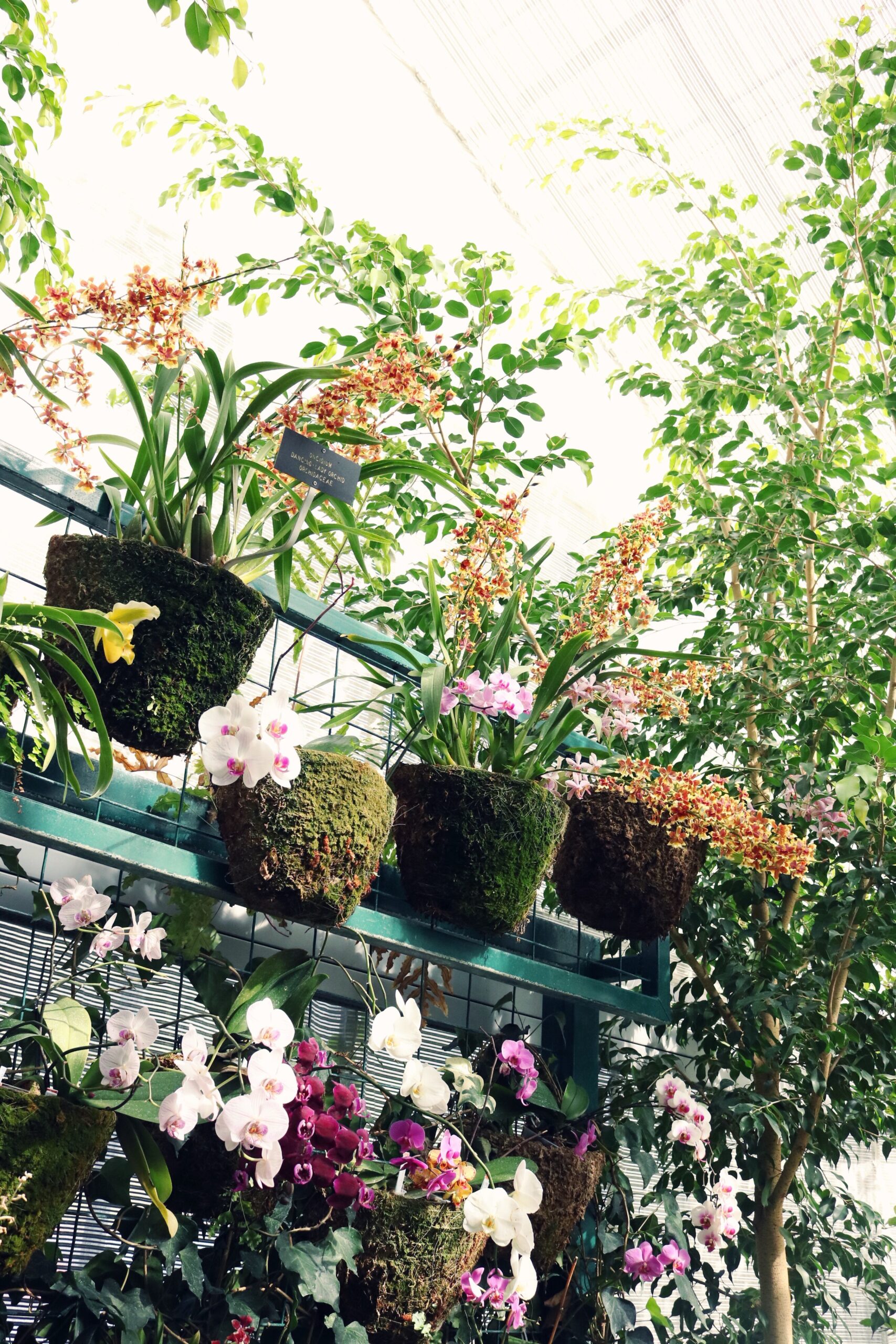 Greenery and vibrant orchids with gardening plants