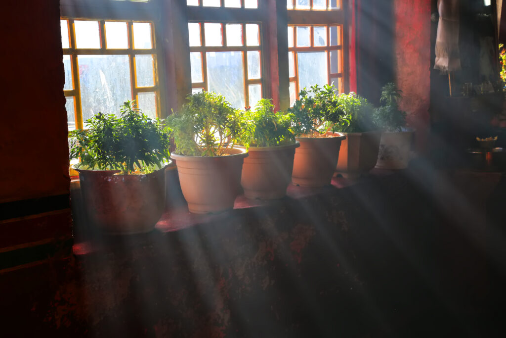Vase with a flower on a windowsill, reflecting sustainable gardening in small spaces